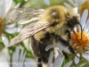 macro hike bee  165- (1 of 1)
