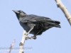 crow (1 of 1).jpg