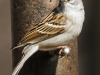 house sparrow  (1 of 1).jpg