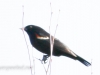 red wing blackbird (1 of 1).jpg