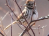 sparrow - (1 of 1).jpg