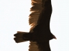 turkey vulture (1 of 1).jpg