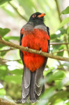 Birds of Belize, February 13-20 2015