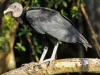 black vulture (1 of 1).jpg