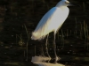 cattle egret (1 of 1).jpg
