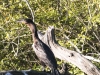 cormorant- (1 of 1).jpg