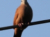 dove (1 of 1).jpg