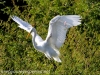 great egret (1 of 1).jpg