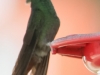 hummingbird (1 of 1).jpg