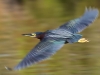 kingfisher (1 of 1).jpg