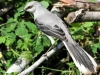 mockingbird (1 of 1).jpg
