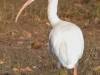 white ibis (1 of 1).jpg