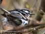 black-and-white warbler 
