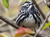 State game lands 119 black-and-white-warbler -12