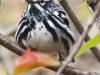 State game lands 119 black-and-white-warbler -13
