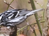 State game lands 119 black-and-white-warbler -5