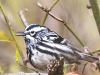 State game lands 119 black-and-white-warbler -9