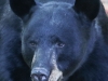 bear 013 (1 of 1)