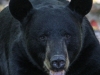 bear 031- (1 of 1)