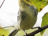 warbler (8 of 14)