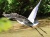 Doylestown blue heron -10