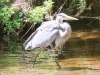 Doylestown blue heron -11