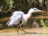 Doylestown blue heron -12
