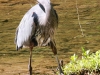 Doylestown blue heron -13