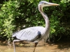 Doylestown blue heron -14