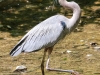 Doylestown blue heron -15