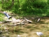 Doylestown blue heron -16