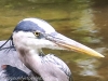 Doylestown blue heron -17