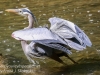 Doylestown blue heron -5
