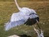 Doylestown blue heron -6