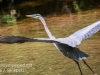 Doylestown blue heron -7