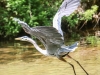 Doylestown blue heron -8