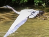 Doylestown blue heron -9