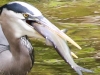 Doylestown blue heron fish-1 - Copy
