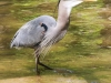 Doylestown blue heron fish-10