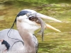 Doylestown blue heron fish-3