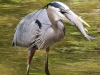 Doylestown blue heron fish-6