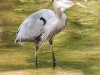 Doylestown blue heron fish-9