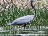PPL Wetlands blue heron-10
