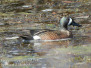 Blue winged teal 