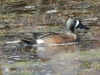 blue winged teal -1