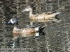 blue winged teal -7