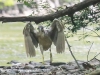 Boiling Springs Sunday blue and green herons -2