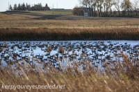 Boissevain Manitoba snow geese October 15 2015