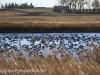 Boissevain Canada snow geese  (1 of 17)