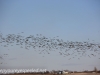 Boissevain Canada snow geese  (10 of 17)
